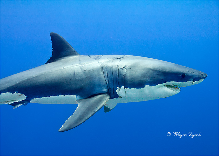 Great White Shark 116 by Dr. Wayne Lynch &copy;